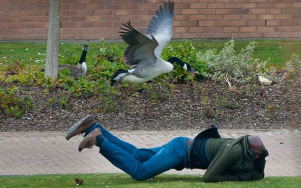 Residential Security: The Guard Goose